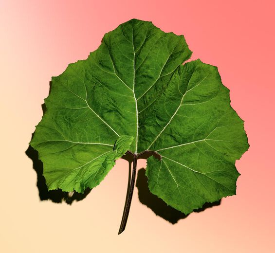 undefined-Organic petasites extract-Petasites hybridus leaf extract