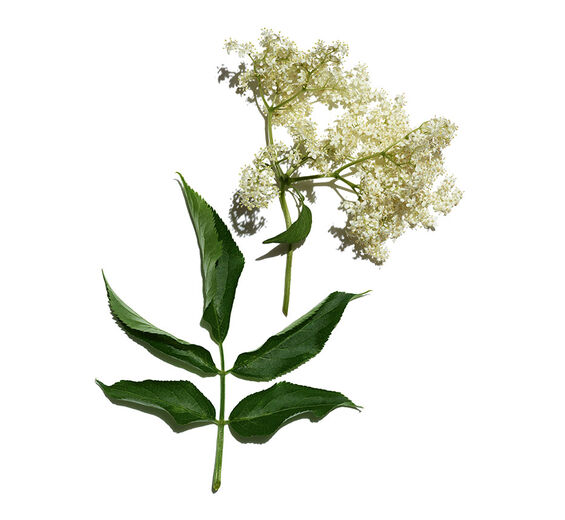 Elder Tree-Organic elder extract-Sambucus nigra flower extract